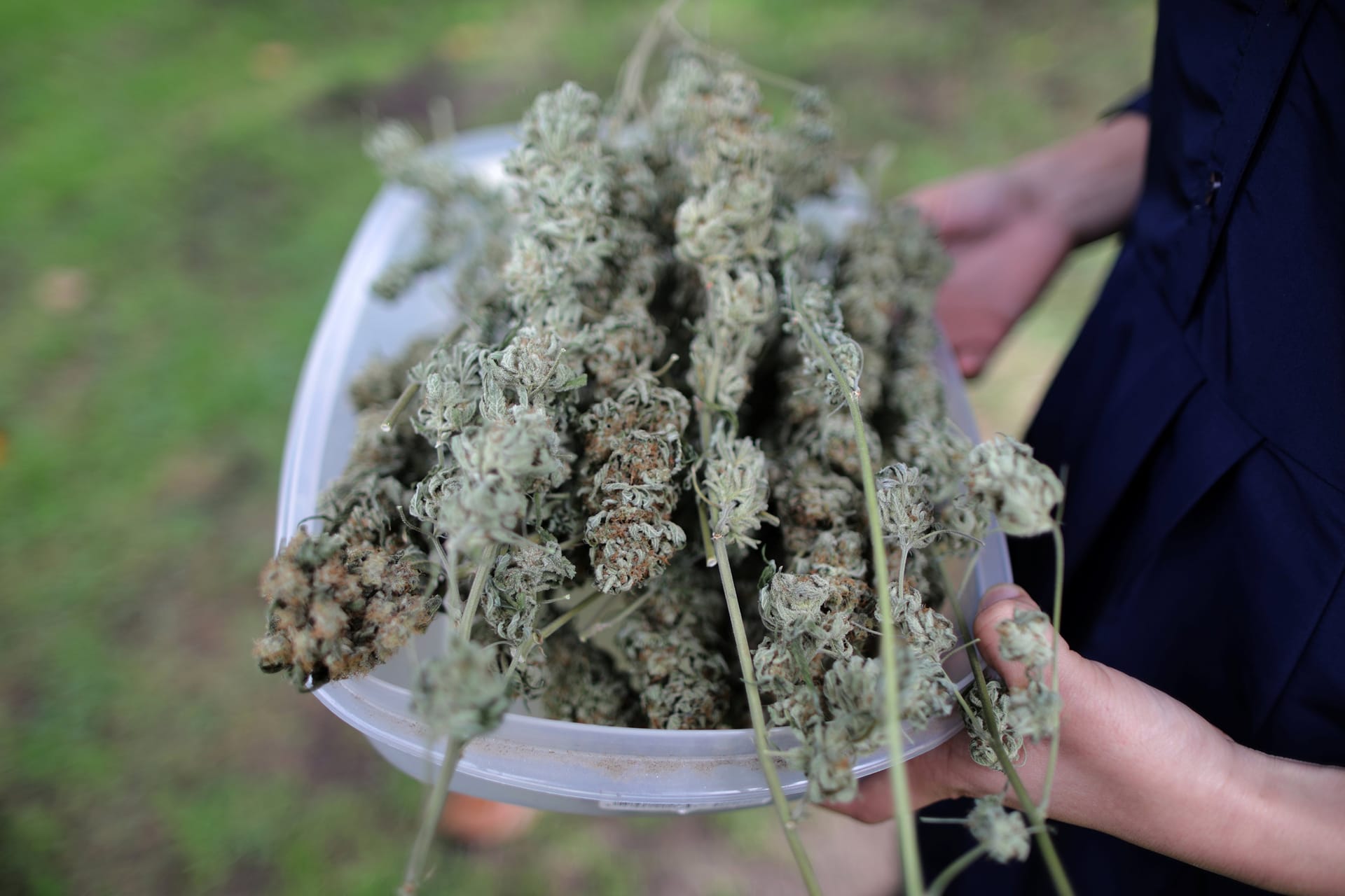 Von Autoflowers bis Landrassen – Cannabis Samen bestellen nach Wunsch