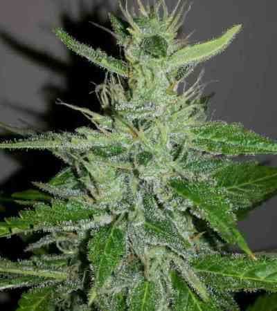 Entdecken Sie die einzigartige Kraft von Cherry Zoap Autoflower!