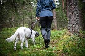 Gesunde Woofs: Nahrhaftes Hundefutter für einen gesunden Welpen