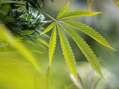 Von Autoflowers bis Landrassen – Cannabis Samen bestellen nach Wunsch