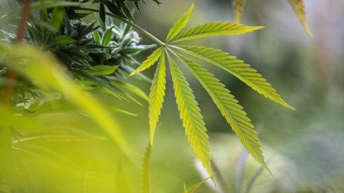 Von Autoflowers bis Landrassen – Cannabis Samen bestellen nach Wunsch